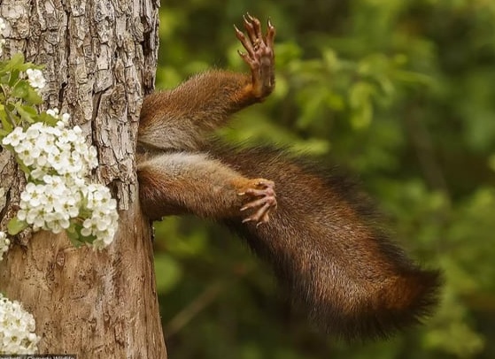 Объявлены финалисты 2020 года комедийной фотографии дикой природы