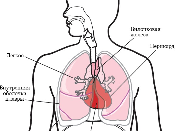 Неизвестные факты о музыкальных предпочтениях товарища Сталина.